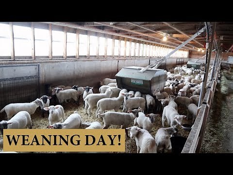 How We Wean Lambs (MY WEANING DAY PROTOCOL): Vlog 140