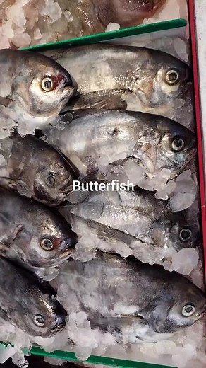 Butterfish: Delicate Flavor and Culinary Versatility