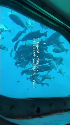 水族館とは一味違う、本物の海の世界|勝浦海中公園 勝浦海中展望台