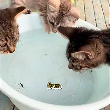 This woman created a paradise for stray cats