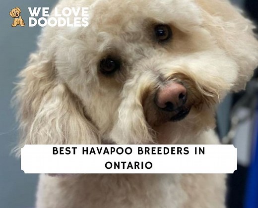 4 Best Havapoo Breeders in Ontario! - We Love Doodles