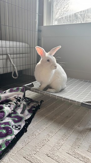 Rango Mango Tango | Bunnies on Instagram: "Free DIY rabbit toys🐰 what are your favorite homemade bunny enrichment toys? (Always make sure the cardboard does not have tape/shipping labels on it)🐇 #bunnies #binky #rabbitbonding #rabbits #rabbit #bunny #bunnylove #bunnybonding #pet #rabbithole #rabbitshow #bunnycare #smallpet #rabbitfacts #smallpets #bunnyfacts #pets #petlife #rabbitlife #bunnylife #Rabbitroutine #bunnyroutine #binkies #zoomies"