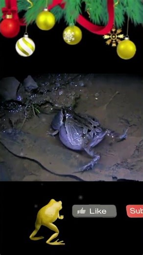 This Frog Sounds Like a Sci-Fi Laser… Not From Earth 🛸🐸 #SciFiSounds #FrogTok #WeirdAnimals