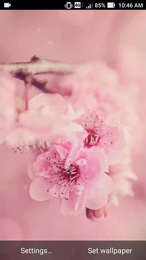 cherry blossom live wallapper
