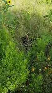 31K views · 171 reactions | Much like the turkeys that we talked...