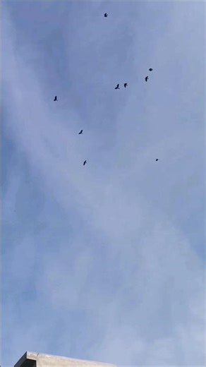 Birds Flying Freely in Open Sky #birds #flying #nature
