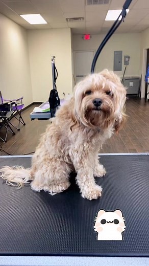 Benji's Full Grooming Transformation | CavaPoo Dog Grooming Session