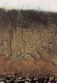 O que é o Processo de Podzolização? Como Funciona? – Mundo Ecologia