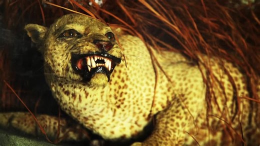 Extinct or Alive S01:E01 - The Zanzibar Leopard