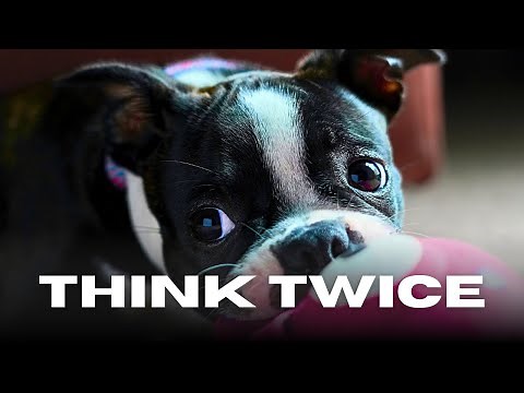 9 Big Reasons Boston Terriers Aren’t for Everyone