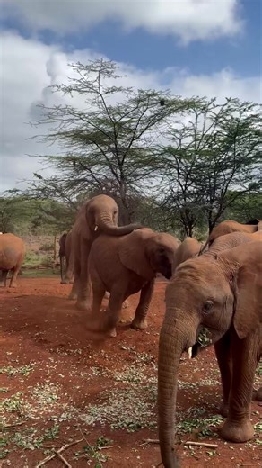 Talk about a pivot: Rafiki tries to climb atop Weka, is swiftly denied, and then contritely rests his trunk over her back, as if that was his plan all along! As one of the oldest bulls in our Nursery herd, Rafiki has started really testing the limits. His name means ‘friend’ in Swahili — and it’s fitting, given that he actually sought out humans for help. After his mother was killed in an incident of human-wildlife conflict, Rafiki made his way to a safari camp and stood outside a guest tent unt
