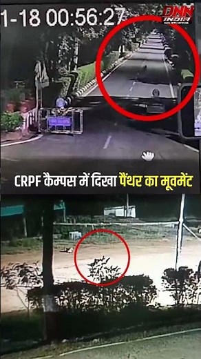 वरुण सागर रोड स्थित CRPF कैम्पस में दिखा पैंथर का मूवमेंट #panther #viralnewsupdate #viralvideo