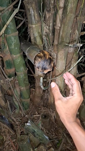 Wow. this animal loves to play | Maduro Creator