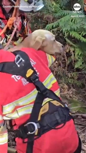 Country Fire Authority in Australia rescued a dog that had fallen down an eight-meter-deep mine shaft. The dog had wandered off from its owners' property and was missing for four days before neighbors stumbled upon the stranded pup. Country Fire Authority officials hoisted the relieved dog to safety. | ABC News