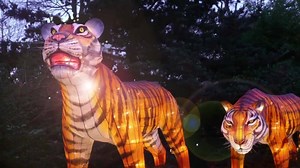 64K views · 3.5K reactions | ILLUMINASIA Lantern & Garden Festival - a unique experience unlike any other in Calgary. | The Calgary Zoo | Facebook
