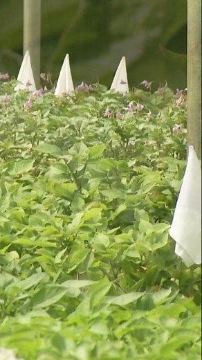 A potato greenhouse?! Learn about the start of Valley Tissue Culture
