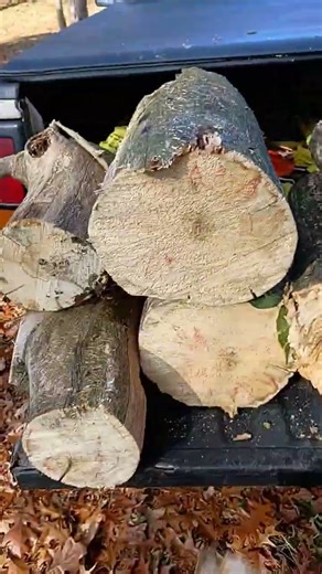 stacking logs after cutting up a small tree