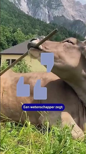 Wetenschappers staan versteld van koe die eigen rug krabt #Nieuws #NUnl #Koe #Oostenrijk #Dieren