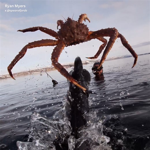 Arctic Diving for World's Biggest Crabs | Ryan Myers