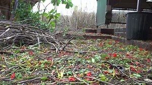 Ex-tropical cyclone Mitchell expected to batter the Gascoyne region as it moves inland
