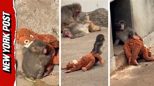 Watch beloved Punch the Monkey's journey from outcast to acceptance