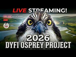 🦅 DYFI OSPREY PROJECT 2026: Live Streaming in 4K 🦅