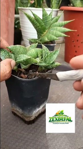 👉 Snake Plant Propagation 🌿 Grow Sansevieria Fast at Home!