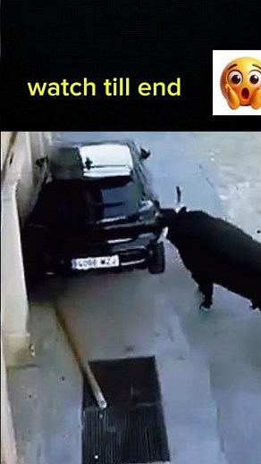 Angry Bull vs 4x4 SUV 🚙🐂 | Shocking Scene #shorts