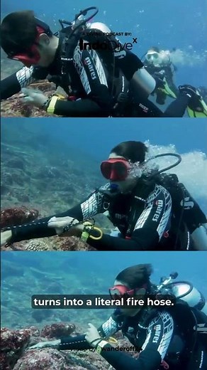 EPISODE 2 : Indodivex : Komodo Currents: Surviving the Legendary “Shotgun” Dive #komodo #labuanbajo