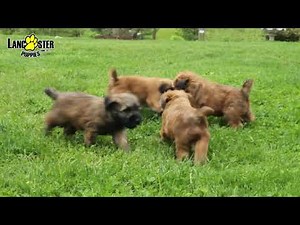 Soft Coated Wheaten Terrier Puppies