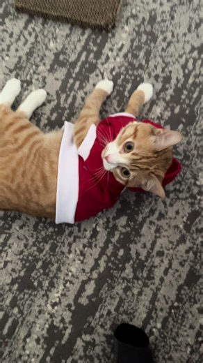 Understanding Orange Cat Behavior and Accidents