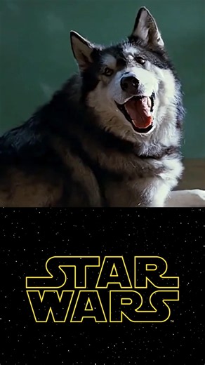 Chewbacca Was Inspired by a Dog #shorts s