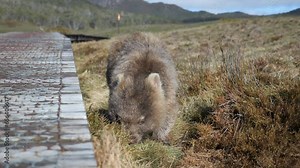 Fantastic shot of Tasmanian wombat eating native shrubs and bushes next to timber boardwalk path. Cradle Mountain, Tasmania, Australia. Australian wildlife, slow motion.