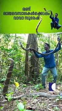 രണ്ട് രാജവെമ്പാലകൾക്കൊപ്പം വാവാ സുരേഷ് #snakemaster #vavasuresh