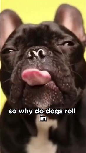 The Deep Meaning Behind Dogs Rolling in Grass: More Than Just Fun! #DogFacts #Shorts