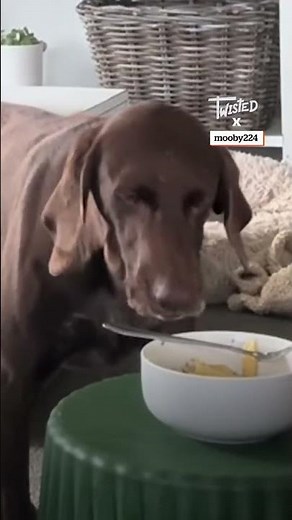 Seeing If My Dogs Will Eat My Pasta 🍝🐶