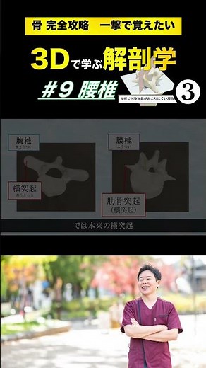 【腰椎】肋骨突起（横突起）、副突起はどこ？ 【3Dで学ぶ解剖学】腰をひねることができない理由をバッチリ解説！3Dアニメーションで完全理解！ #椎間板 #腰椎 #腰痛予防