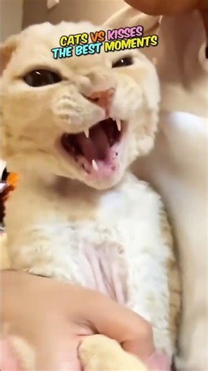 Can Cats Handle All These Kisses? #cat #funny #catvideos