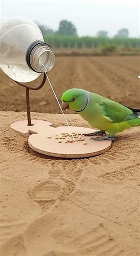 Amazing Creative innovative bird trap 🦜 Simple steps to build your own #wildlife #gardening #tricks