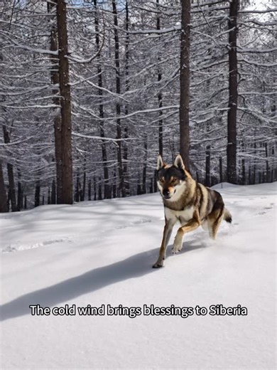 野人 on Instagram: "Hello humans, I‘m a wolf. I hope someone will feel that knowing me is a blessing. #adventurebuddy #fresthewolfdog #fres #thewolfsseduction #sleepingbag"