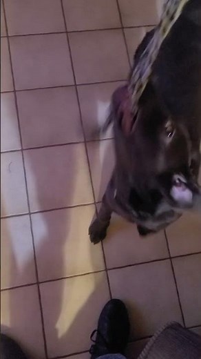 Puppies Playing | Cute Puppies | Puppy Play | Cute Dogs | Happy Dogs | Dogs Playing