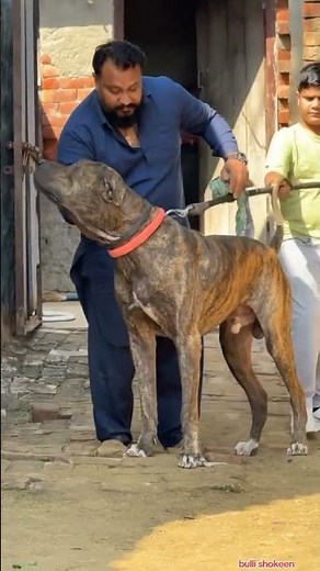#bullykutta #pakistanibullykutta #doglover #dog