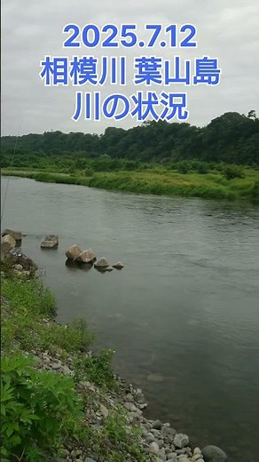【鮎釣り】2025.7.12 相模川 葉山島 川の状況#short