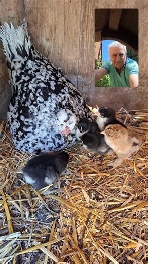 The Moment Life Begins: Baby Chicks Hatching in Real Time | Mr Antonio’s Hatchery Part.2