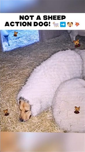 Dog in a Sheep Costume
