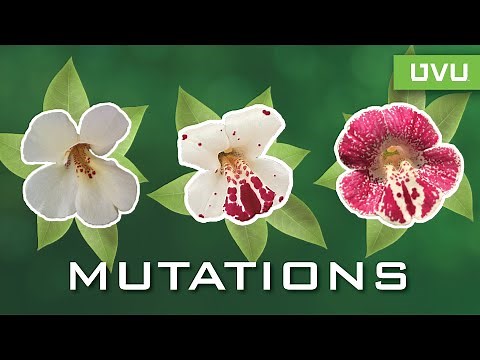 What is Mutation?
