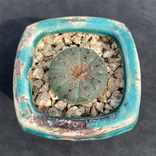 1 '' ,Frailea Castanea v. Nitens, AKA Bischofsmütze Kaktus, lebende Pflanze, Seltener Kaktus, Sukkulente, - Etsy.de