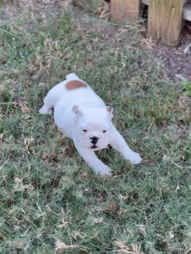 Bentley & Finn on Reels