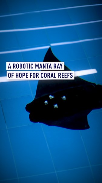 A robotic manta ray of hope for coral reefs
