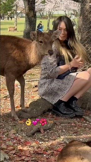 🦌なぜか離れない鹿…この瞬間が尊すぎる🥺💖